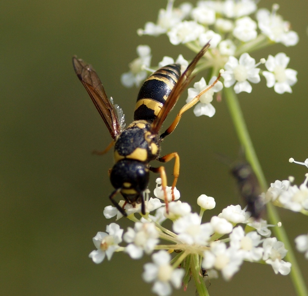 Euodynerus sp., Vespidae Eumeninae